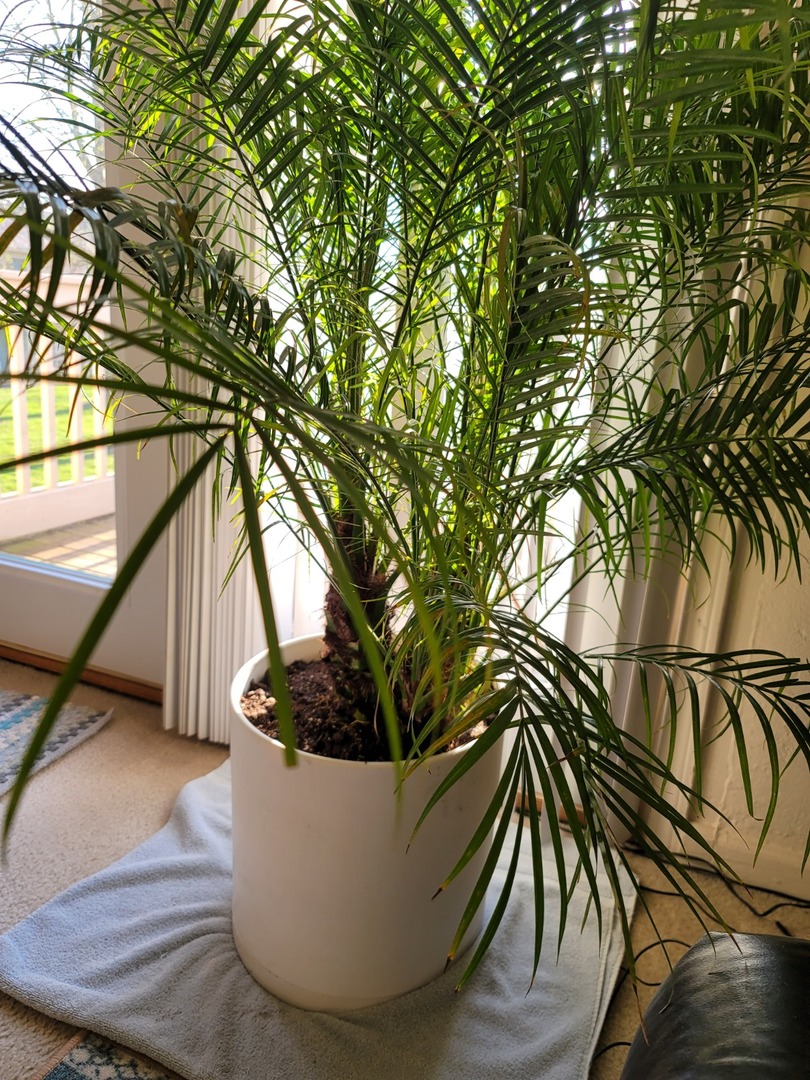 pygmy date palm