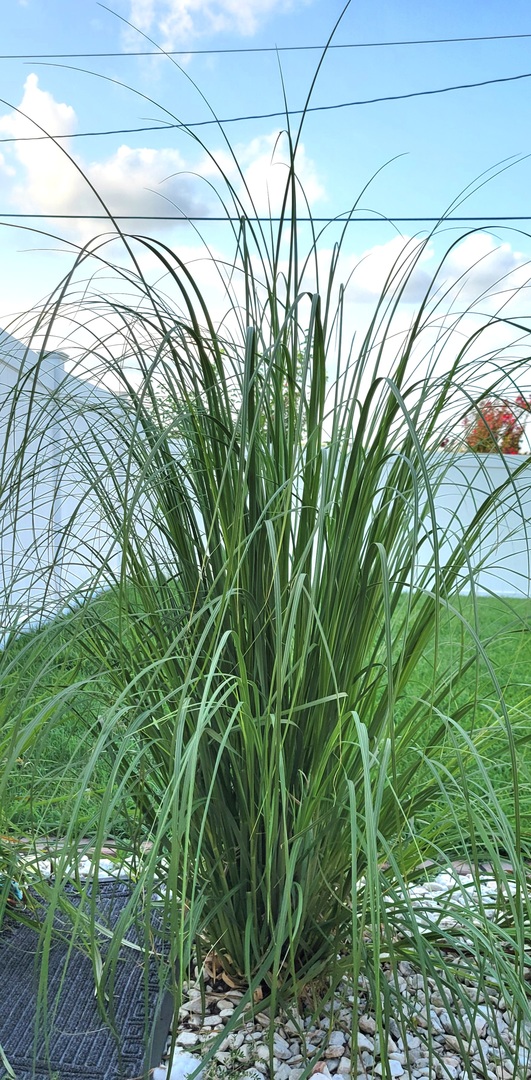 Best pampas grass I've planted!