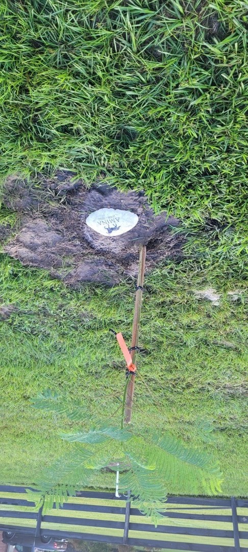 Tree of life