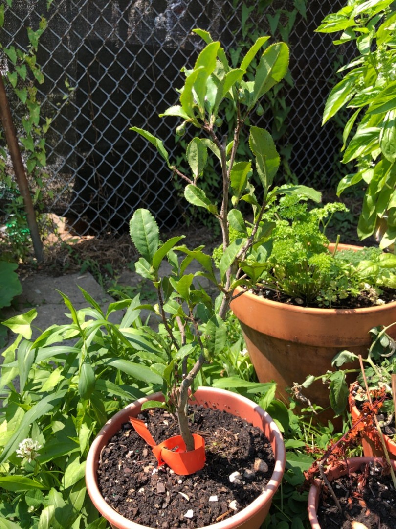 Healthy plant