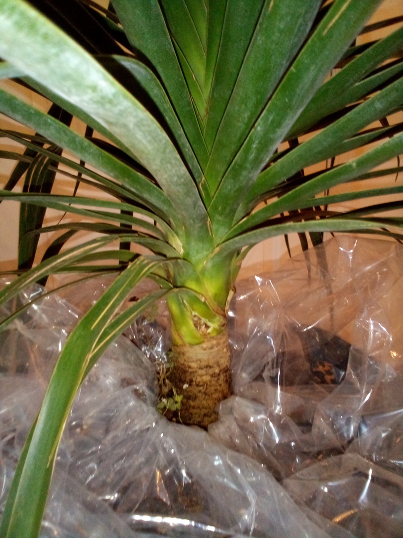 Large wide outdoor variety of ponytail palm