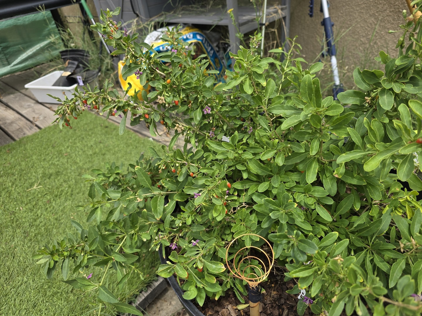 Update on our Goji