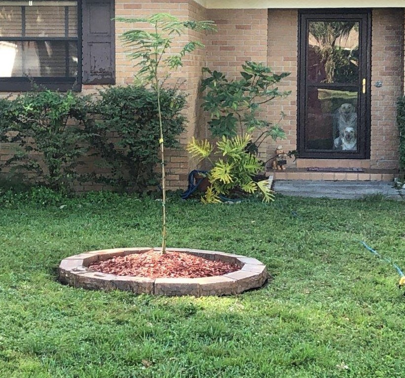 Beautiful tree