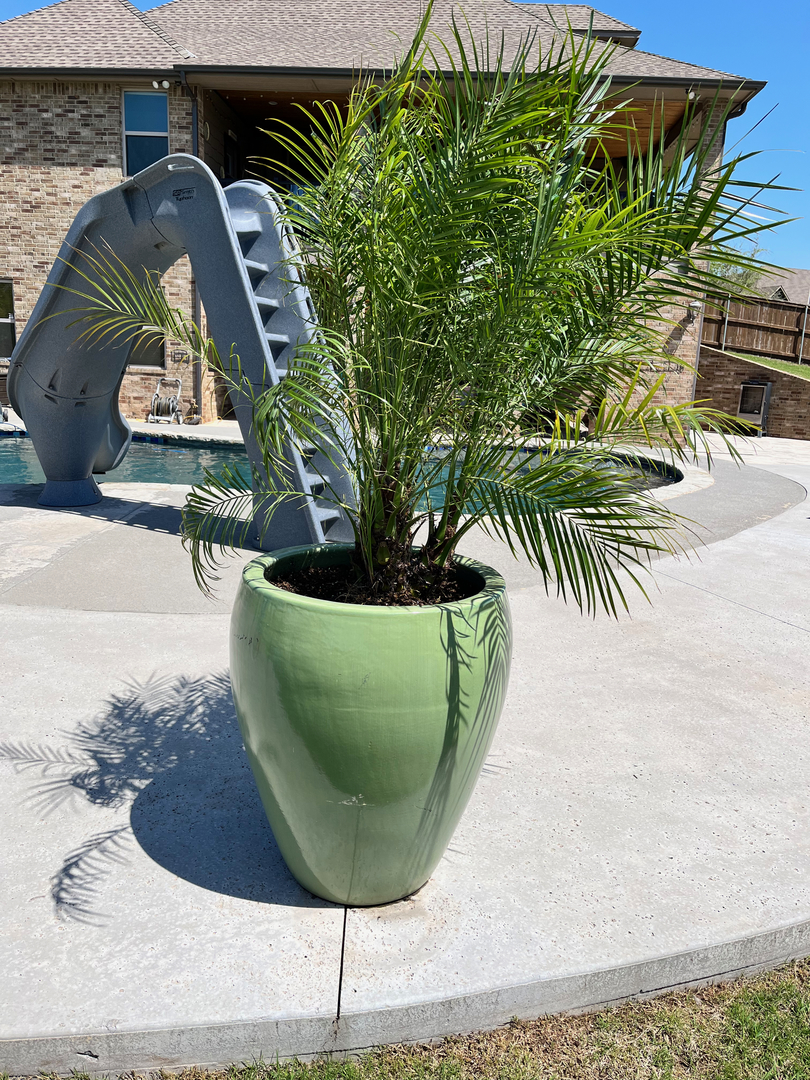 Pygmy Date Palm