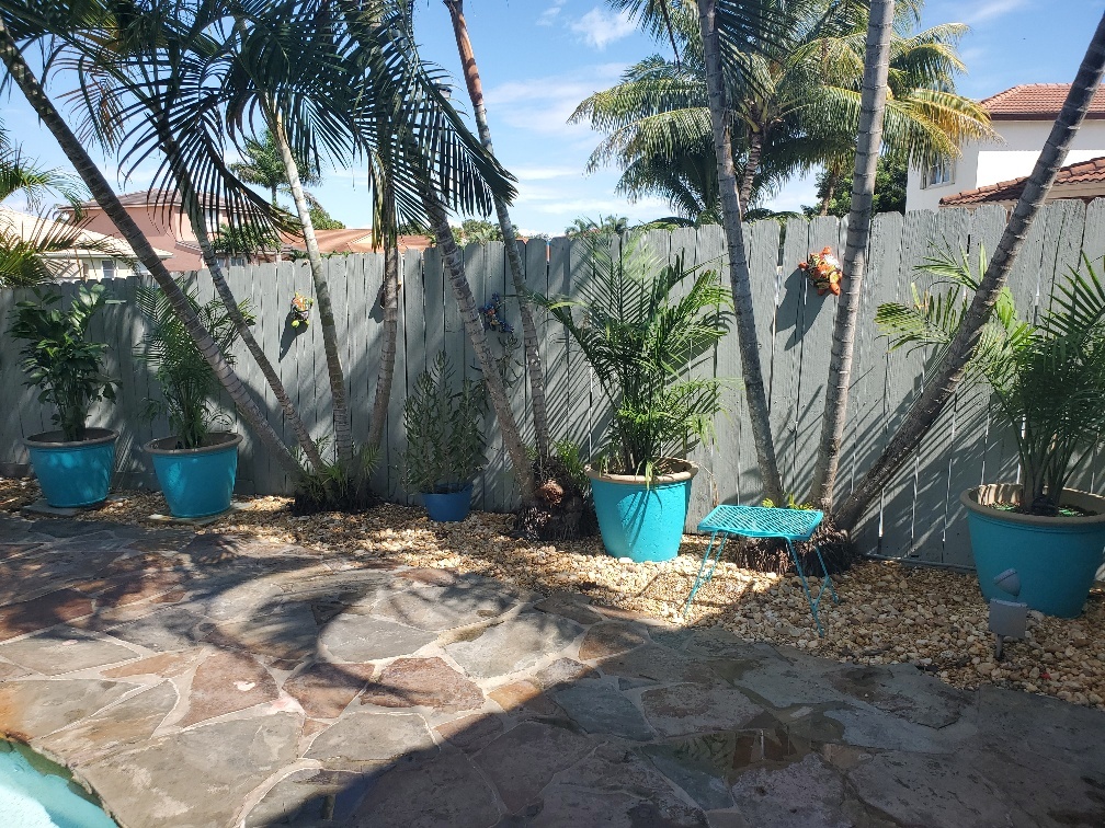 Majesty Palms