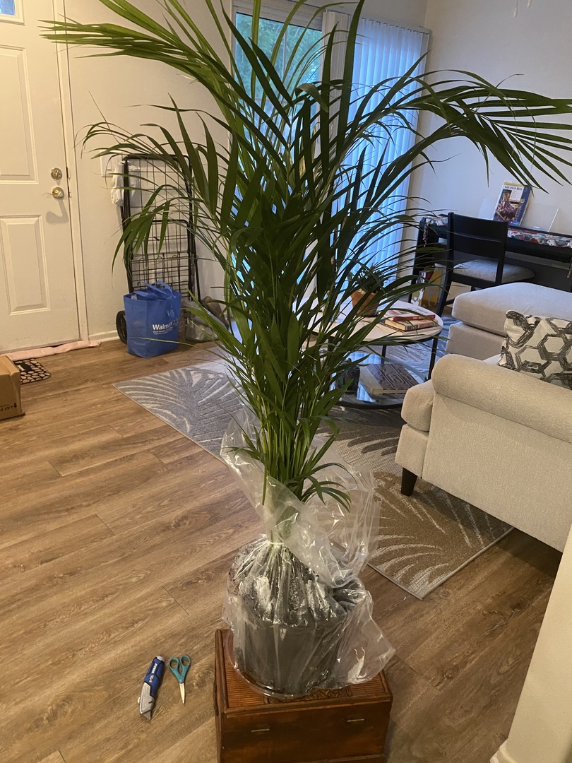 I like my Areca Palm