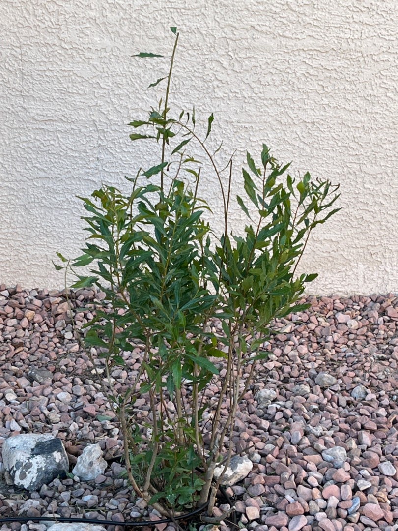 Wax Myrtle Tree