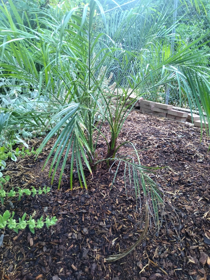 Our Pygmy Date Palm seems to be happy in its new home