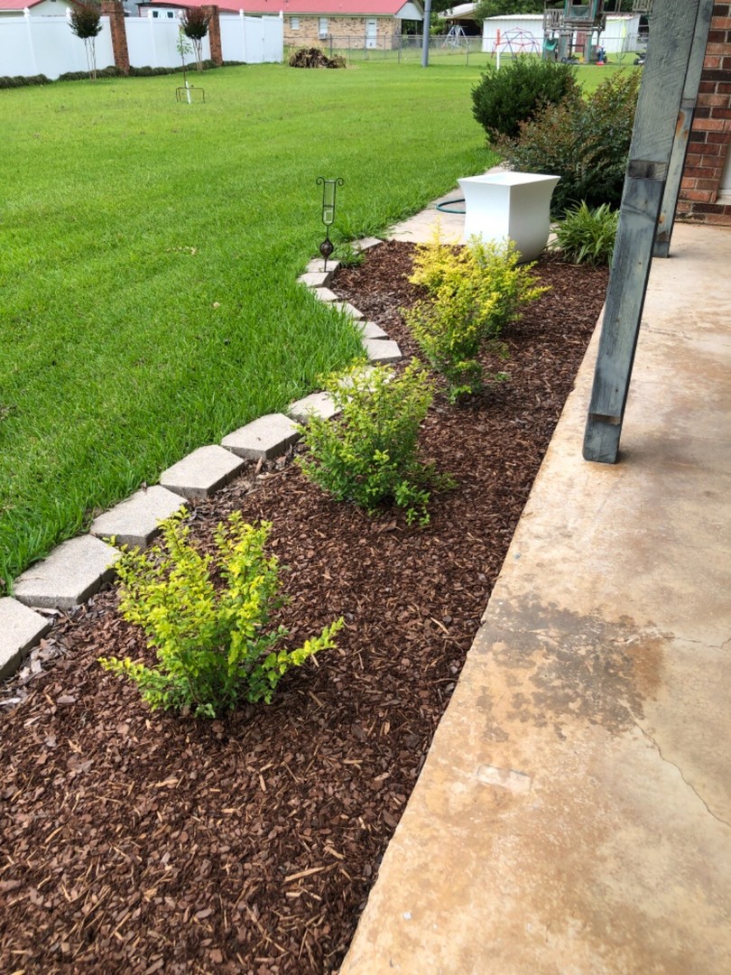 Beautiful Plants