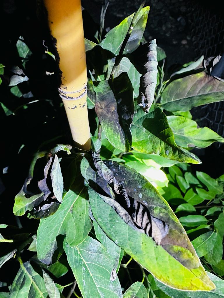 Plant turning black.
