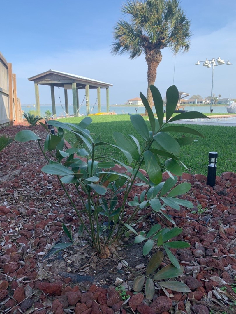 Cardboard palm Tree