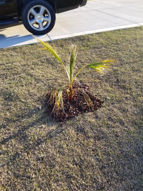 Palm Tree