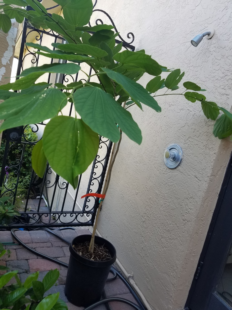 Very satisfied with this beautiful tree