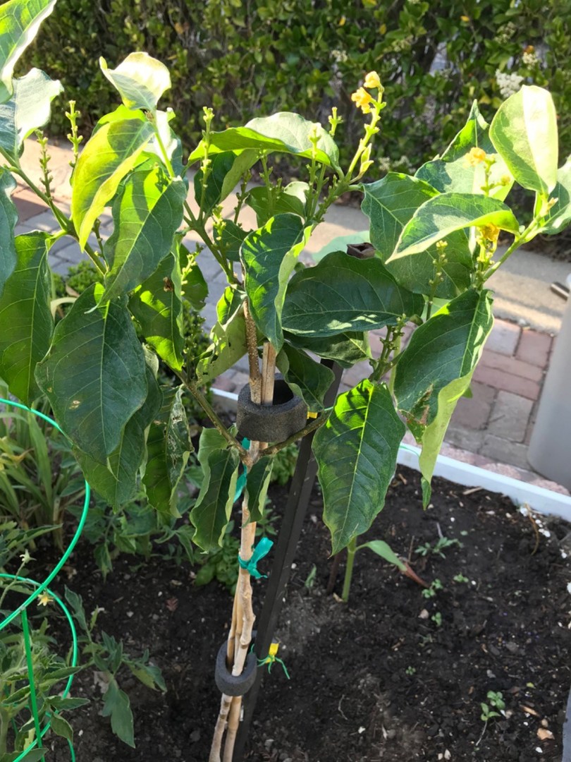 Peanut Butter Tree