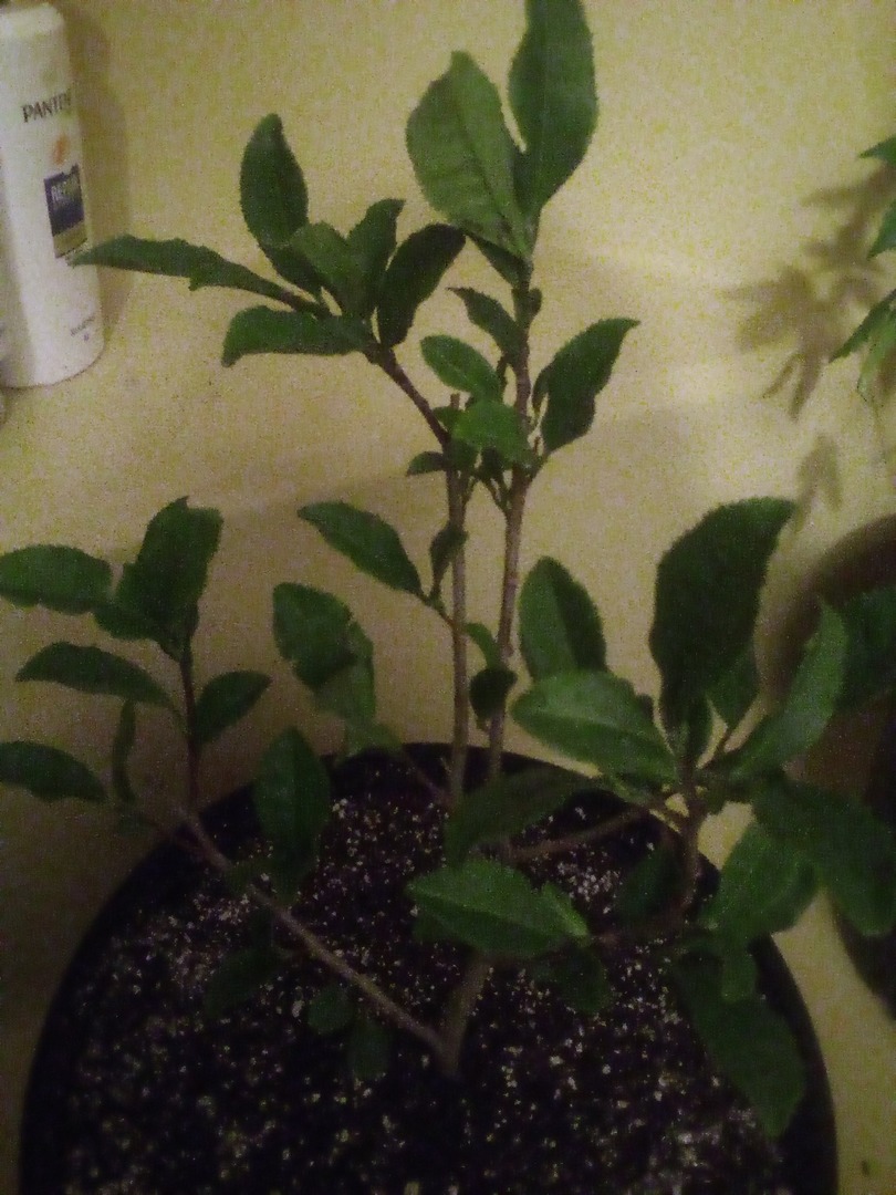 Nice plant