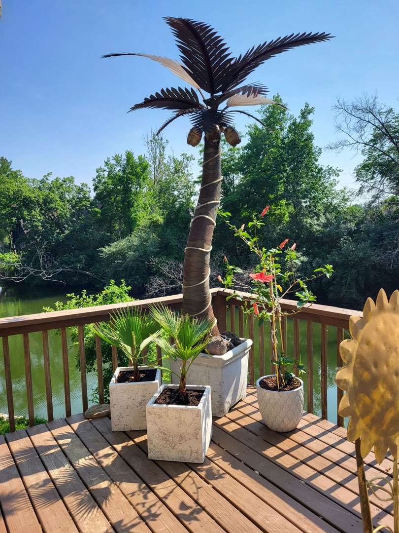 Purchased 2 mexican palm trees