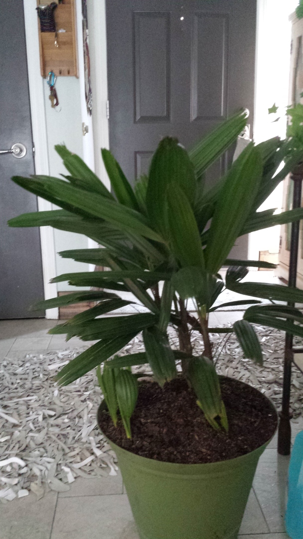 Beautiful plant.