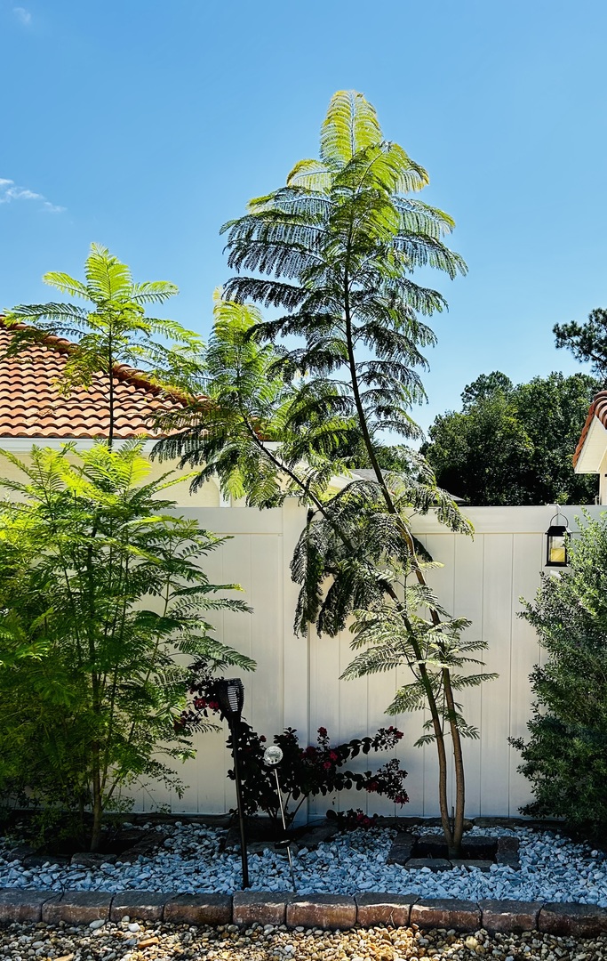 4 Jacaranda Trees