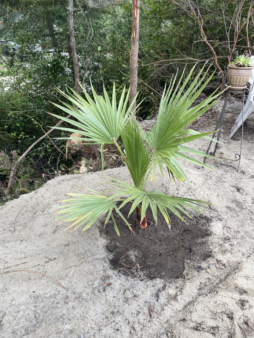 Mexican Fan Palms ❤️❤️❤️