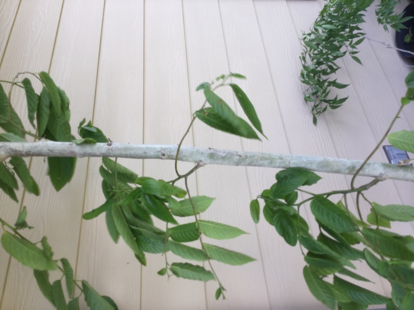 Ylangylang tree
