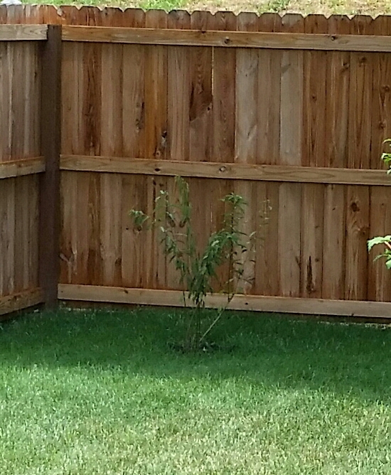 Forsythia