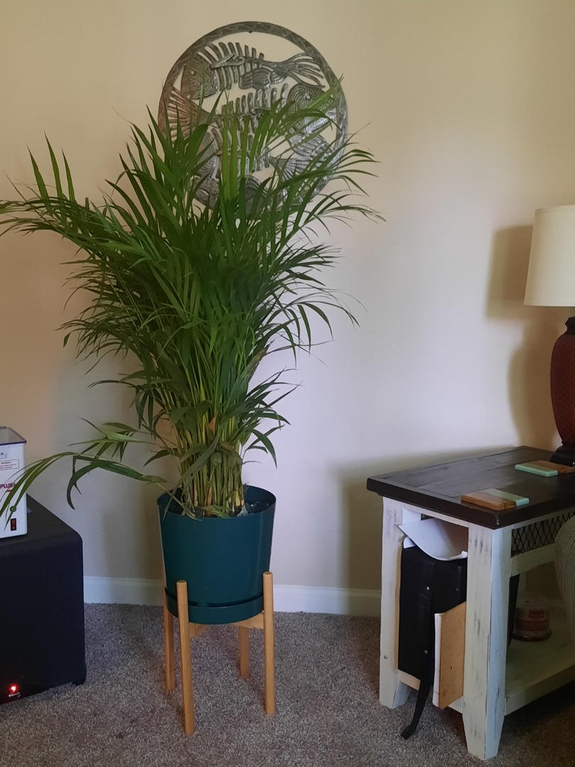 Great looking plant!