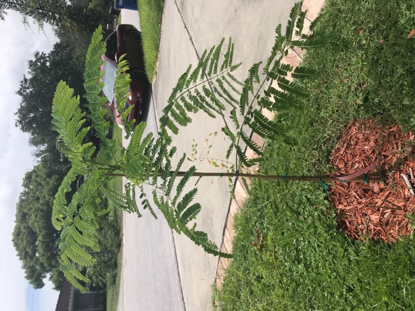 Royal poinciana tree