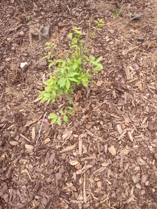Beautiful Burning Bush