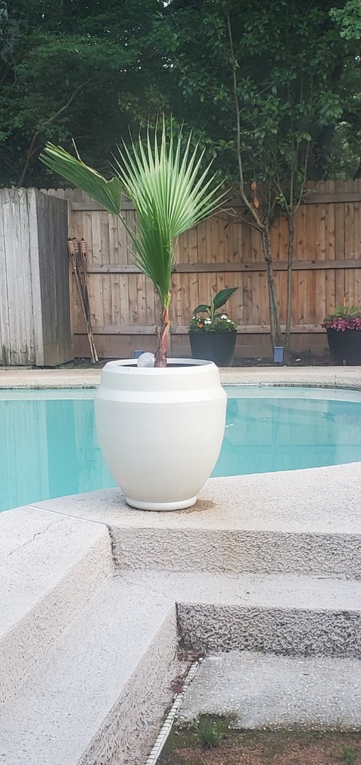 Love my palms