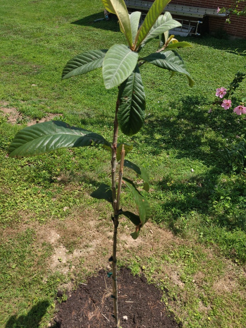 Nice Loquat Tree