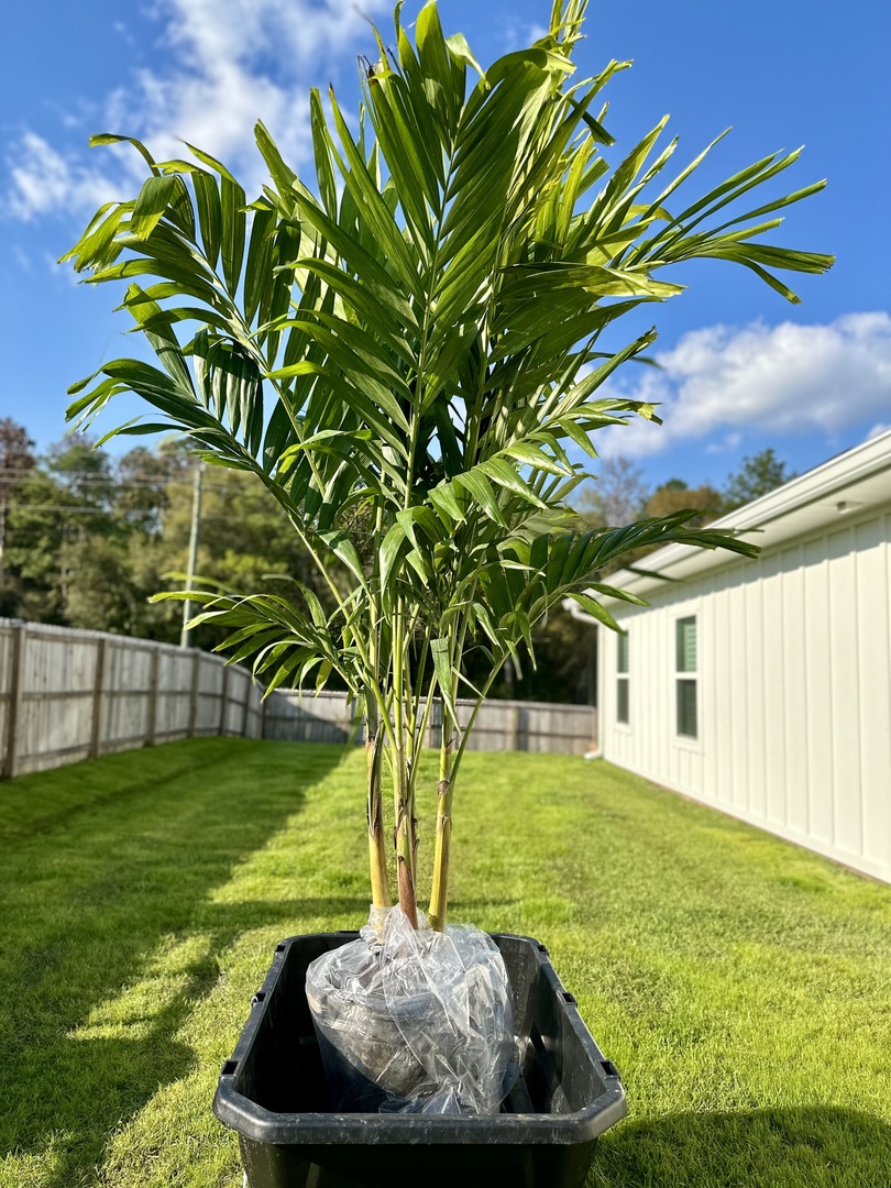 7 Gallon Christmas Palm