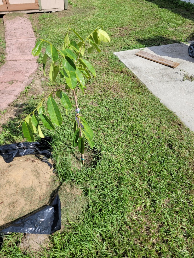 Tree came in a box.