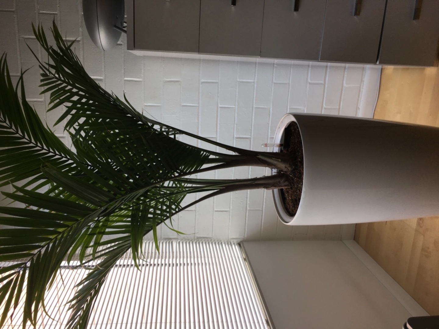 Majesty Palm