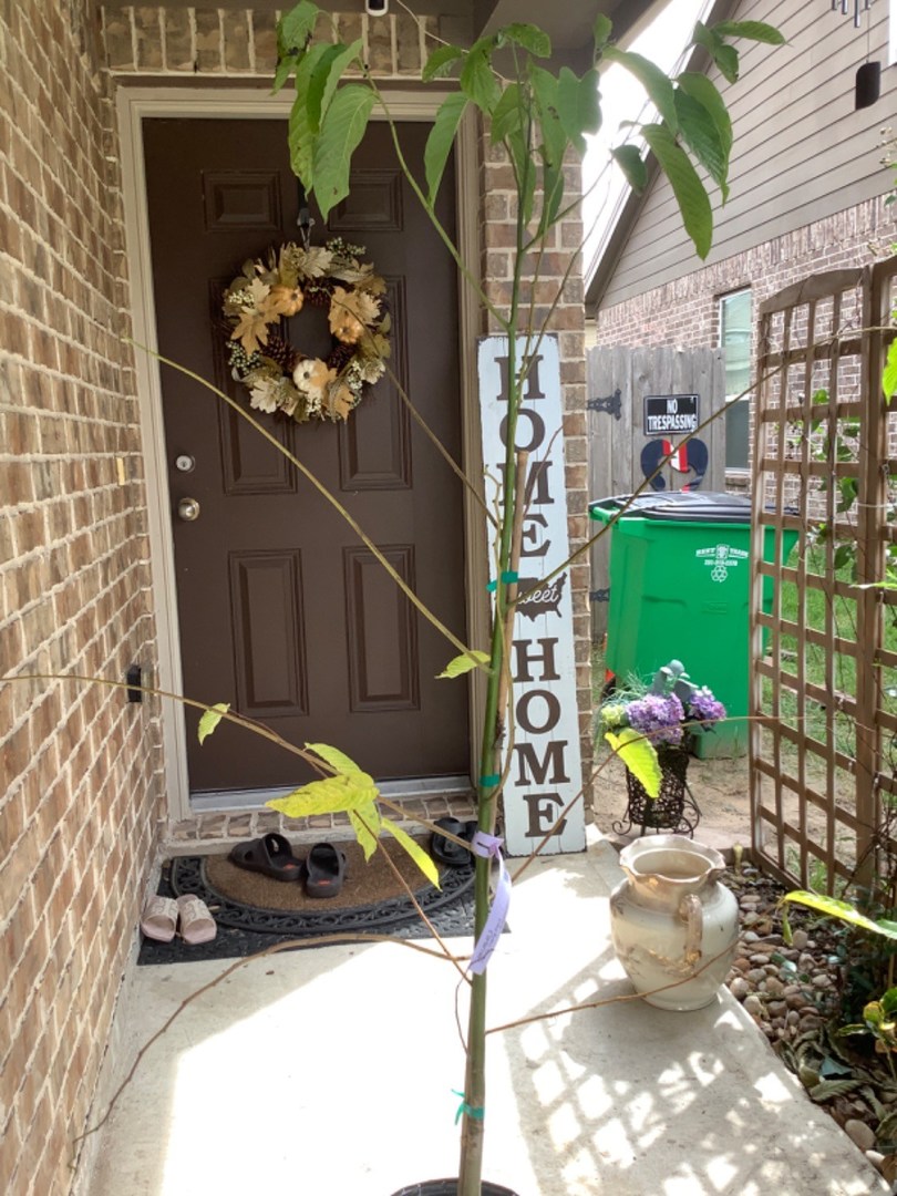Ylang-ylang Tree 4-5 ft—Well packaged and arrived only 4 days after