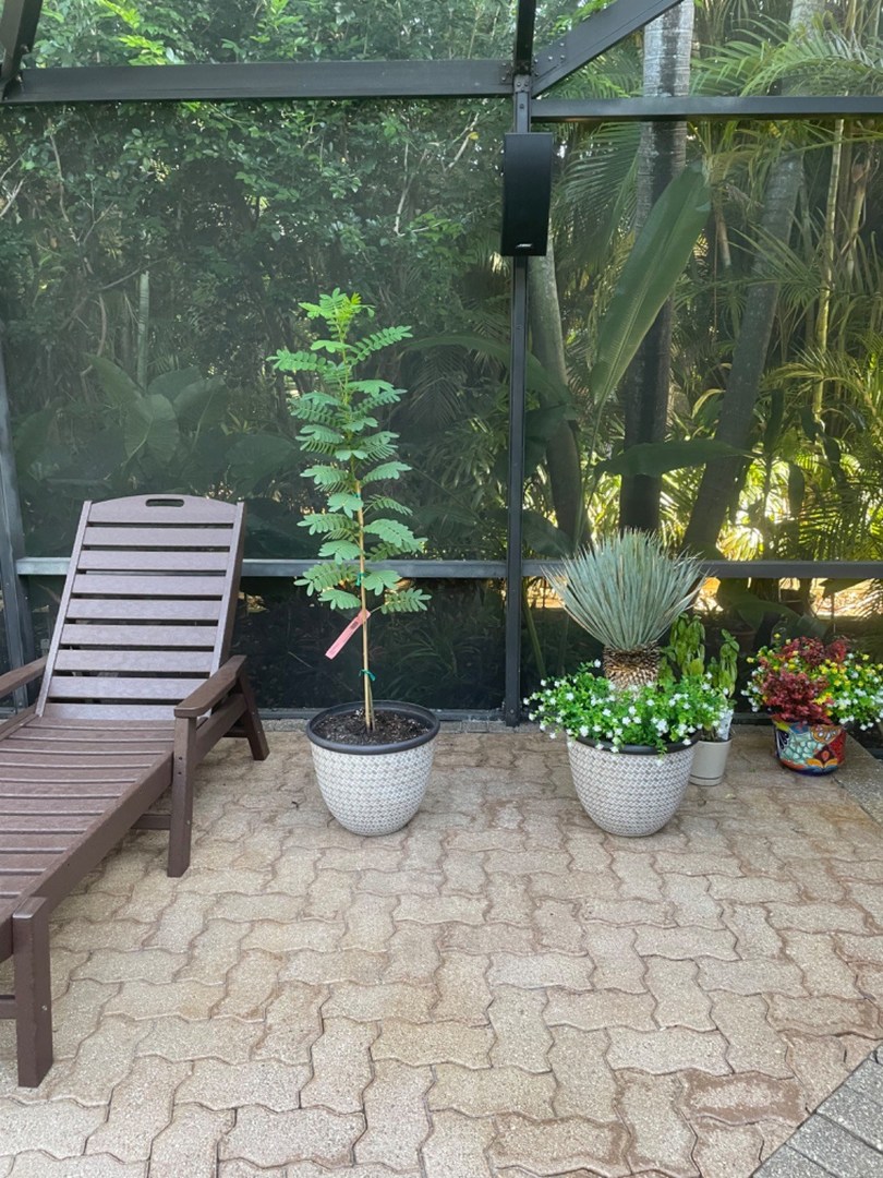 Love my Cassia Tree