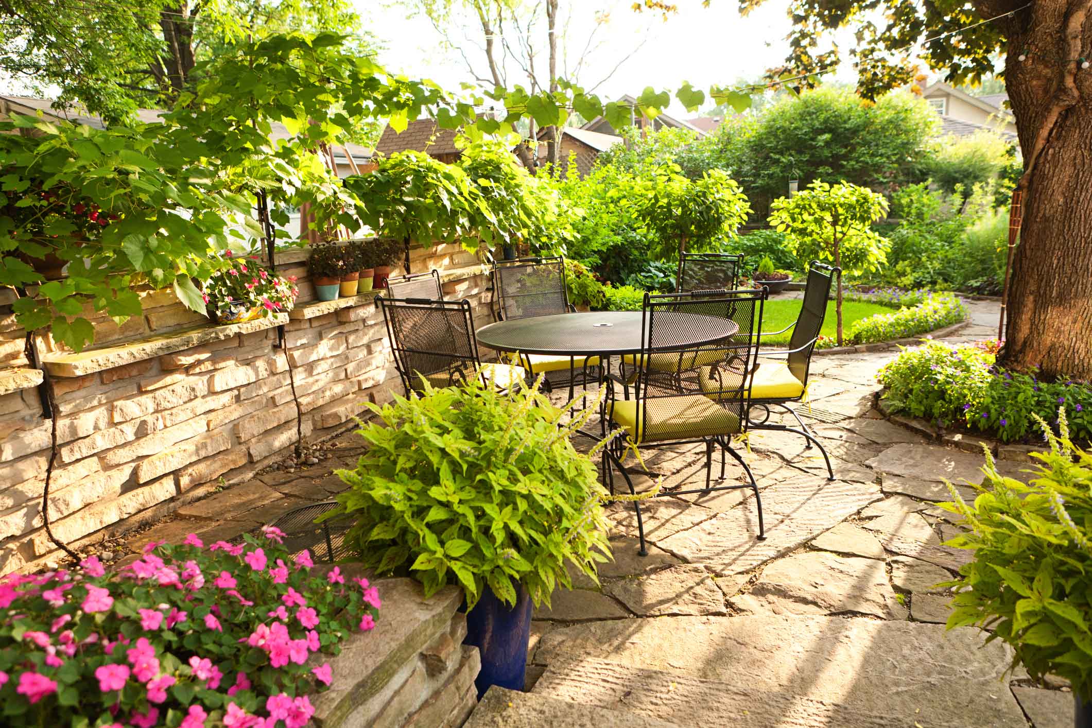 House & Patio Plants