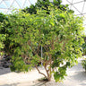 Peanut Butter Fruit Tree