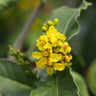 Peanut Butter Fruit Tree