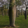 Pink Silk Floss Tree