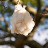 Pink Silk Floss Tree