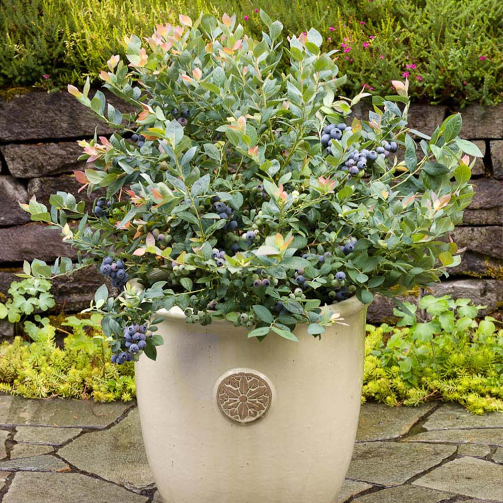 Bushel and Berry® Pink Icing® Blueberry Bush