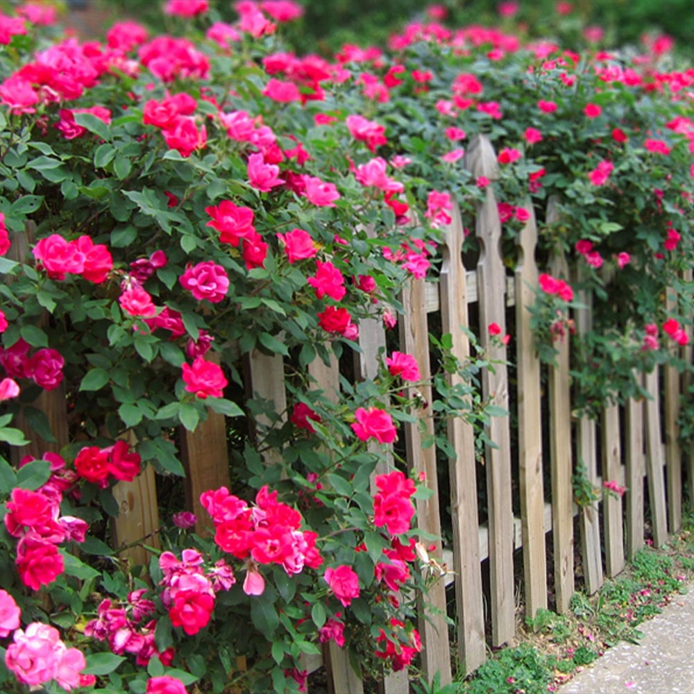Double Pink Knock Out® Rose Shrub