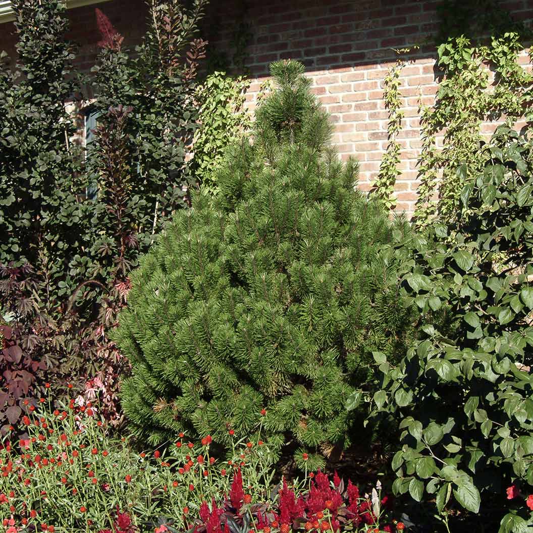 Fastigiata Mugo Pine