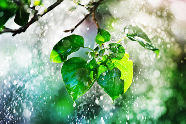 Vibrant Wet Area Plants with water droplets in mid-air under sunlight