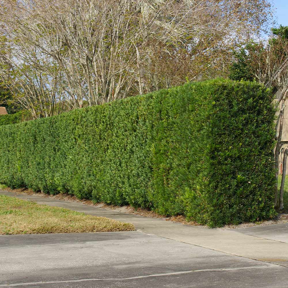 Podocarpus Yew is a popular hedge in warmer climates