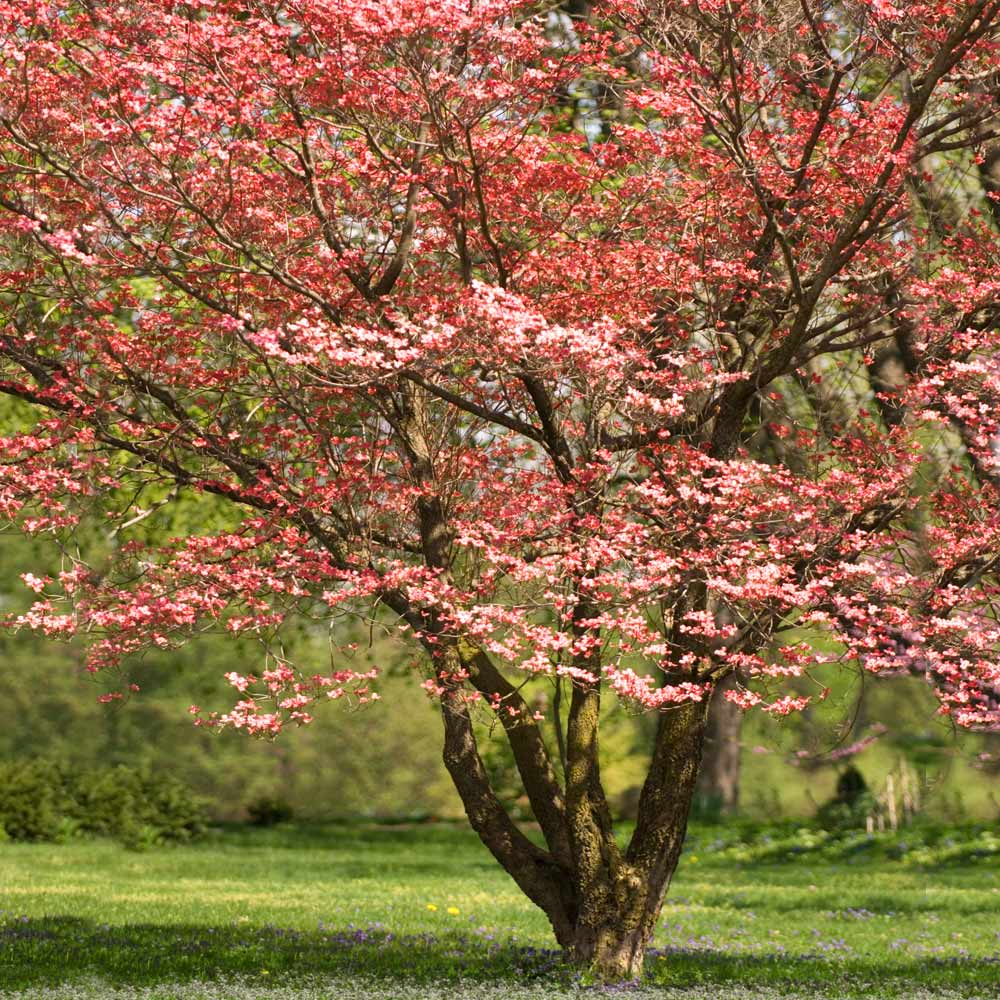 Red Dogwood Tree