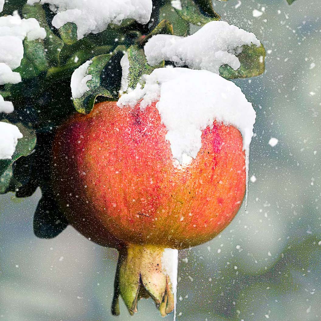 Cold-Hardy Red Pomegranate Bush