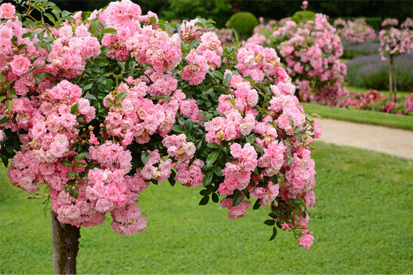 Rose Trees