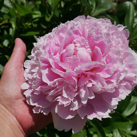 Peonies flower for sale