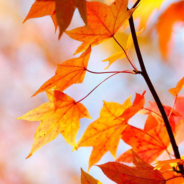 Seasonal Guides
